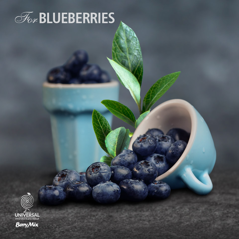 Blueberries